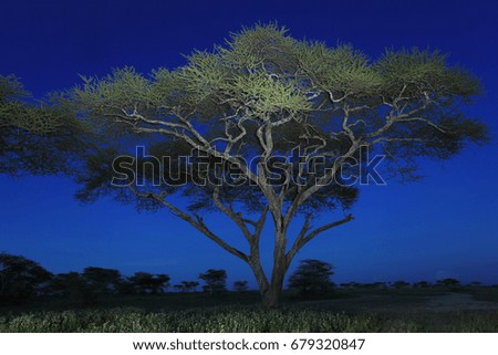 African acacia tree lit by flashlight at night
