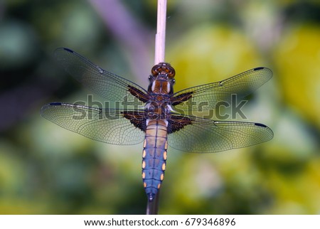 Libellula depressa dragonfly in nature