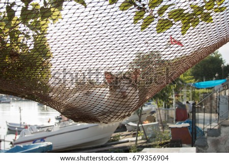 Cat on fishing nets