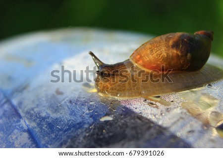 the picture was taken at high magnification. a snail a slug with horns crawling on transparent plastic surfaces with droplets of fluid from the back side