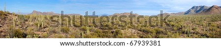 Panorama of Saguaro National Park from Signal Hill Trail.