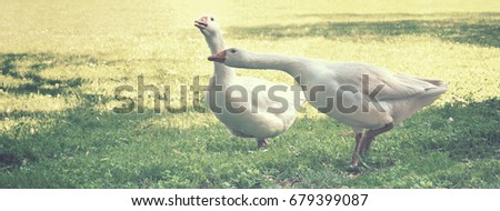 two geese vintage effect, horizontal picture: the animals are on a green meadow