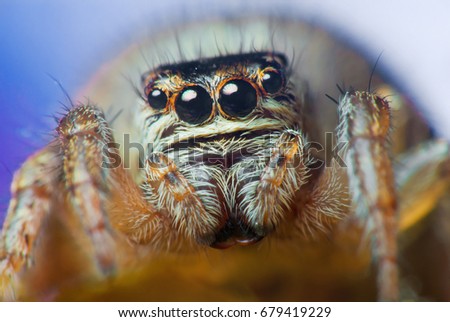 Female of jumping spider close up portrait