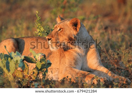 Lioness lying by herself in open area of grassy plain, Kruger National Park, South Africa