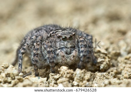 Jumping spider close up in the natural habitat 