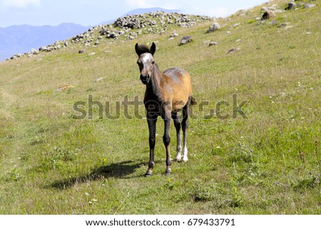 Foal in the mountains