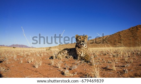 Cheetah lying on grass in the dry Namibia desert, with dunes in the background, taken from ground level.