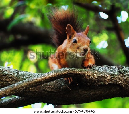 Squirrel cute sitting at tree and looking at camera funny