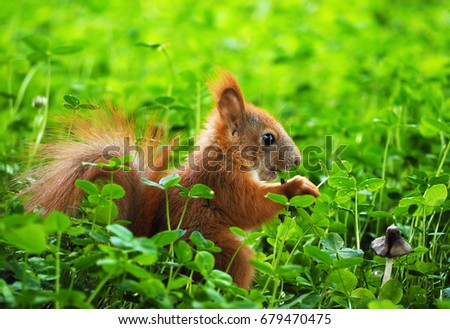 Squirrel cute at the green grass looking at the mushroom