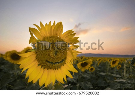 Sunflower field at sunset and sunflower with glasses
