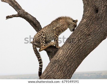 Cheetah looks down from the tree, Kenya