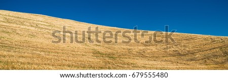 Wheat field cropped background texture