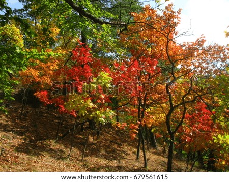 Multicolored autumn