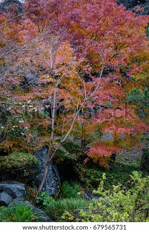 Landscape of the park at autumn in Kanazawa, Japan. Kanazawa is called Little Kyoto, one of the overlooked jewels of Japanese tourism.