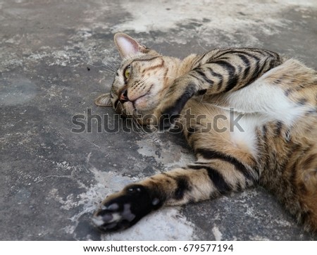 Cat makes funny position with surprise look and lie turning face up  on floor, tiger pattern cat