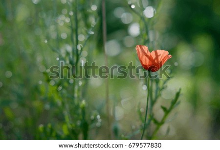 Macro picture of a flower of wild red poppy in the morning