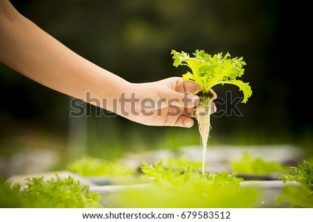 Hand of farmer hold Hydroponics vegetable in Thailand. Royalty-Free Stock Photo #679583512