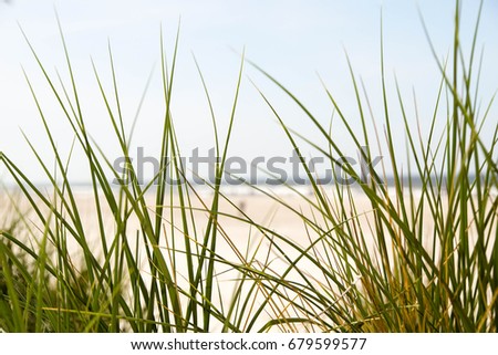 sand beach grass Royalty-Free Stock Photo #679599577