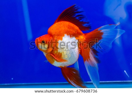 Red & White Ryukin Goldfish (Carassius auratus)