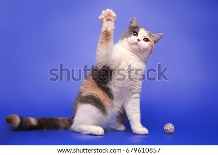 The cat waves with his paw, as if he says hello. Funny cat on a blue studio background. Royalty-Free Stock Photo #679610857
