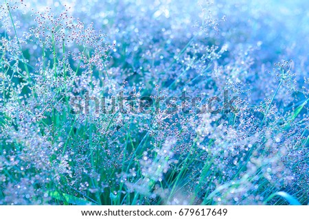 Morning grass field in winter/ natural background