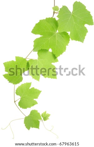 Grape leaves isolated Royalty-Free Stock Photo #67963615