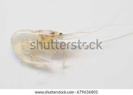 Portrait of a Ghost Shrimp