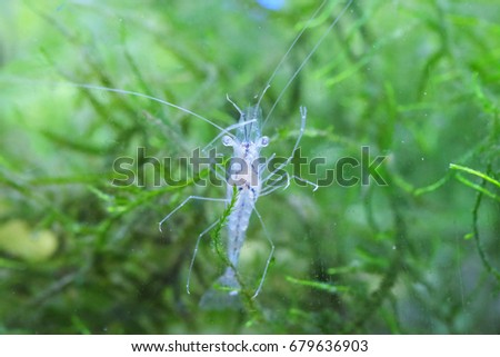 Portrait of a Ghost Shrimp