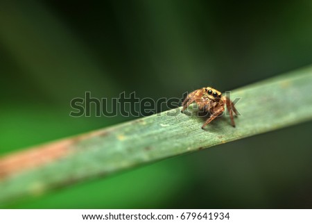 Spider stay on the leaf have beautiful color in background style , use in wallpaper picture 