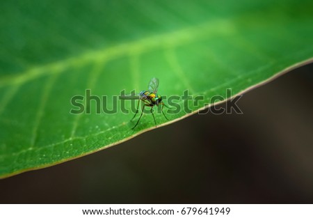 Bug on green leaf use for wallpaper or background picture 