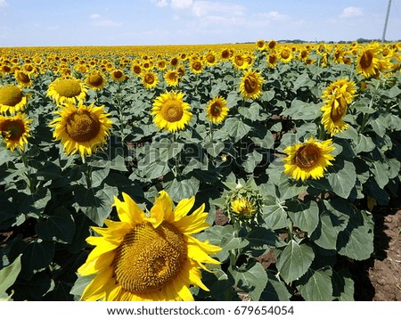 sunflower field,flower sunflower,yellow flower,