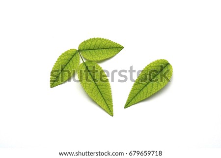 Rose leaf isolate on white background.