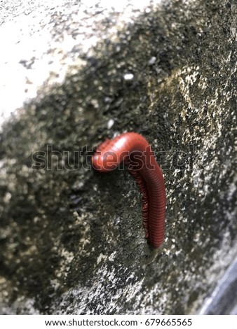 Red millipede is walking on the wall.