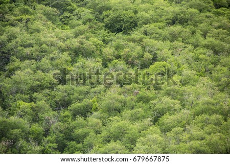 Background : The green forest area is full. A variety of trees at the mountain. Looking at remotely.