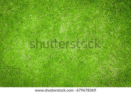 Green grass natural texture background. Authentic grassy lawn for environmental backdrop in green.Top view