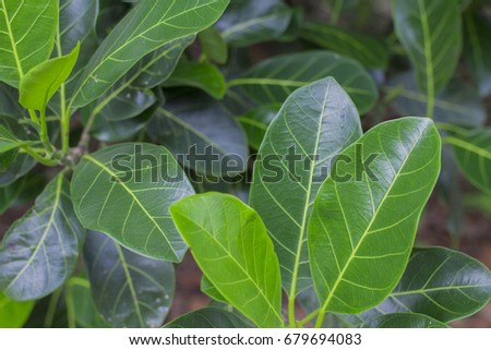 Jungle greenery rubber trees concept with waxy leaves.  Focused HD quality.