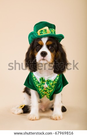 Cavalier puppy in St Patrick Day leprechaun outfit