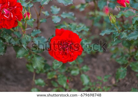 rose flower in summer garden