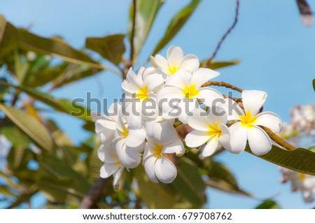 Beauty of White Plumeria Pudica flora in nature background