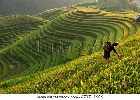 Morning Light of rice field on terrace in Vietnam Landscape. Royalty-Free Stock Photo #679711606