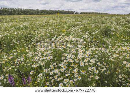 White camomiles on the field in the vicinity of Pinsk, Belarus.
