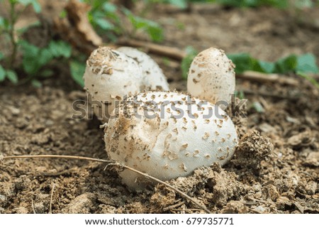 White mushrooms in the farm on the morning. Horizontal picture. 