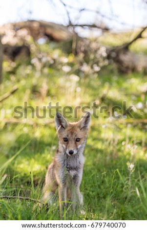 Full size photo of the european red fox 