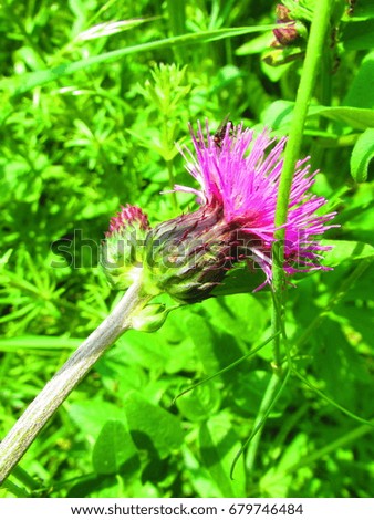 flowers of welted thistle, Carduus crispus,