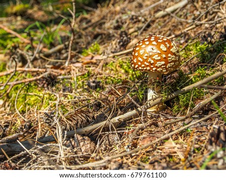 Poisonous brown fly agaric mushroom