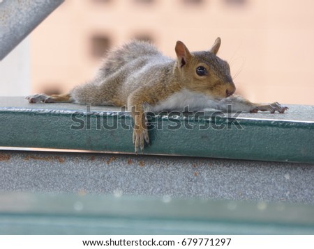 Lazy squirrel chilling out on a picnic table bench  