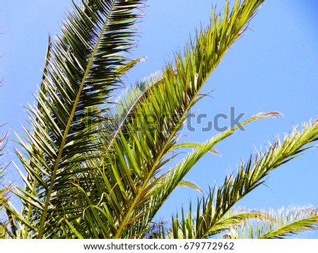 Backlit palm trees with branches and leaves in the park