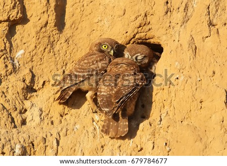 Chicks of a small owl are photographed near their nest. Discovering the world that is not known to them. 
