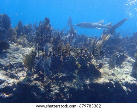 Nurse Shark in Key Largo (Florida) - Molasses Reef - Wilwood