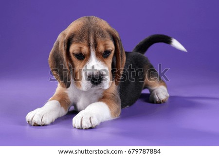 Cute beagle puppy on lilac background